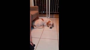 Procura Se O Dono! Cachorrinho É Encontrado Na Rotatória Do Novo Mercadão