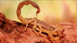 Uma Criança Está Em  Estado Grave Após Ser Picada Por Escorpião