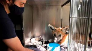 Animais Atingidos Por Incendios Florestais Estão Recebendo Atendimento No Bosque De Ribeirão Preto