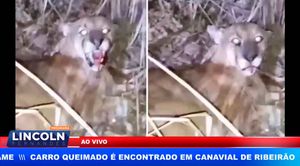 Biólogo Procura Por Onça Que Teria Sido Atropelada E Está Ferida