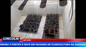 Polícia Militar Apreende Plantação De Maconha Em Residência