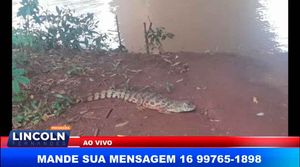 Gcm De Guaíra Sp Resgata Jacaré Que Estava Em Um Canteiro De Obras