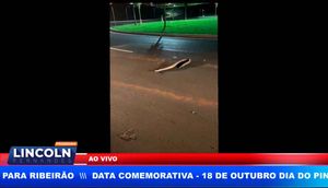 Jibóia Aparece Em Parque Na Cidade De Sertãozinho