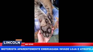 Onça Invade Fábrica De Eletrodomésticos Em São Carlos