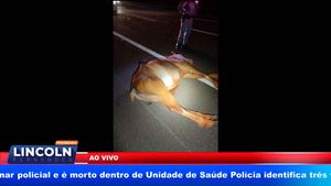 Jogadora De Vôlei De Cravinhos Morre Ao Atropelar Cavalo Na Rodovia Anhanguera
