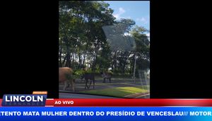 Flagrante De Vacas Soltas Nas Ruas De Ribeirão Preto