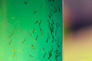 Ribeirão Preto Registra Alta Nos Casos De Dengue Em Janeiro