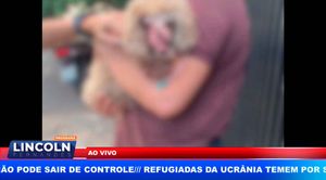 Cachorrinha Tem Fucinho Arrancado Em Serrana