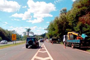 Praças E Avenidas Recebem Poda Arbórea Em Ribeirão Preto