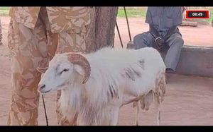 Cabra É Condenada A Três Anos De Prisão Após Matar Mulher A Chifradas No Sudão Do Sul