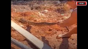 Sucuri É Encontrada No Jardim Nova Aliança Em Barrinha-Sp