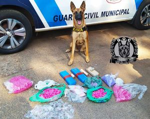 Gcm Faz Grande Apreensão De Drogas Em Sertãozinho