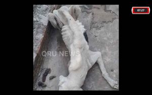 Morre Cachorra Resgatada Em São Carlos, Após Sofrer Maus-Tratos Da Própria Dona