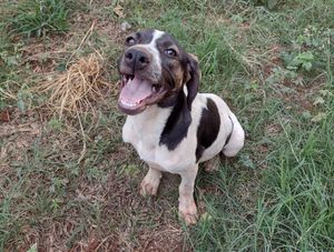 Prefeitura Abre Licitação Para Contratação De Empresa Especializada Em Castrações De Cães E Gatos