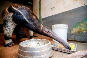 Tamanduá-Bandeira Ganha “Uma Nova Chance”