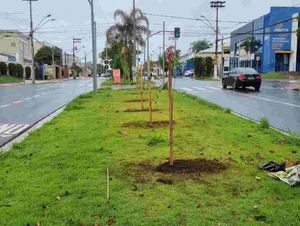 Secretaria Do Meio Ambiente Orienta Plantio Voluntário