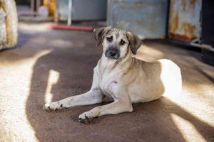 Secretaria Do Meio Ambiente Aborda Adoção Responsável Na 22ª Feira Do Livro De Ribeirão Preto