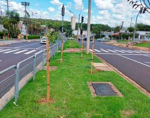 Infraestrutura realiza o plantio de 84 mudas de árvores