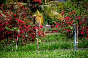 Programa da Secretaria do Meio Ambiente incentiva o Plantio Voluntário
