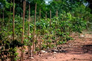 Secretaria do Meio Ambiente realiza plantio para implantação de um espaço agroecológico