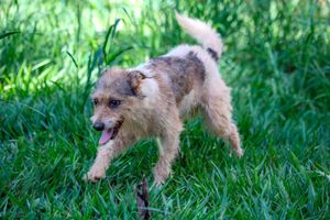 Evento “Vem pra Nove Cultural” terá feira de adoção de cães e gatos