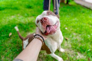 Mais de 50 filhotes esperam por uma família no Evento de Adoção da Divisão de Bem-Estar Animal