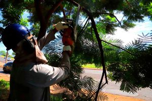 Secretaria da Infraestrutura alerta para o descarte correto de podas de árvores