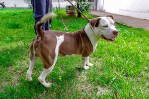 Evento “Vem pra Nove Cultural” terá feira de adoção de cães e gatos neste domingo