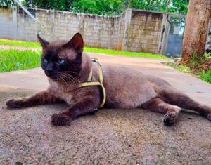 Mais de 20 gatos estarão no Evento de Adoção da Divisão de Bem-Estar Animal