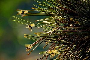 IV Bienal de Arte Fotográfica Brasileira de Natureza recebeu mais de 200 inscrições