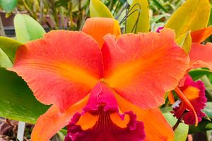 Exposição de orquídeas é atração do 3º Festival Caipira Ribeirão