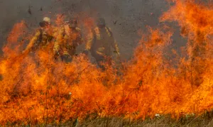 Parque da Cantareira é fechado por causa de incêndio; total chega a 81