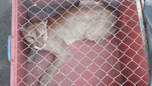 Susto na universidade: Onça-parda invade campus em Franca e assusta alunos