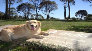 Um último adeus com dignidade: Ribeirão Preto pode ganhar cemitério para animais domésticos