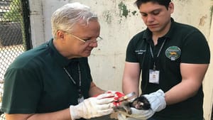 CETRAS Morro do São Bento reintroduz 115 animais na natureza em três meses