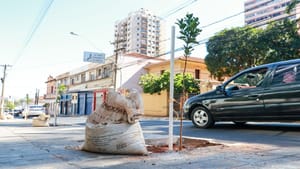 Prefeitura inicia plantio de mudas de árvores no Centro