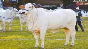 54ª Expoagro em Franca começa na próxima semana com gado nelore e prova equestre