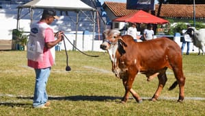 54ª Expoagro de Franca bateu recorde de animais em 2025 O recorde aconteceu tanto na quantidade como na qualidade