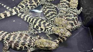 CETRAS Morro do São Bento recebe filhotes de jacaré ameaçados de extinção