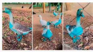 Cidade paulista apura vazamento de corante que tingiu aves em parque