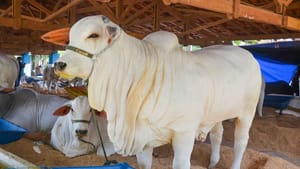 Começou a Expoagro com exposições de animais de grande porte