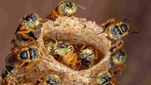 Curso gratuito sobre manejo de abelhas está com inscrições abertas