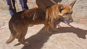 Núcleo de Proteção e Bem-estar Animal resgata cachorro vítima de maus-tratos