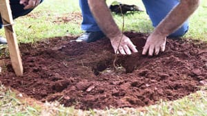 “Sertão Verde”: confira as próximas atividades comemorativas pelo Mês do Meio Ambiente, em Sertãozinho