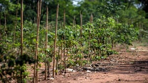 1ª Audiência Pública do Plano de Arborização Urbana em Ribeirão Preto