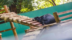 Bosque e Zoológico Fábio Barreto realiza ações com animais silvestres durante período de baixas temperaturas