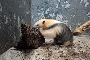 Cetras Morro do São Bento realiza soltura de tamanduá-mirim