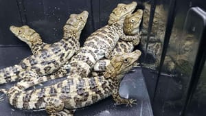 Jacarés-de-papo-amarelo foram devolvidos à natureza nesta segunda-feira