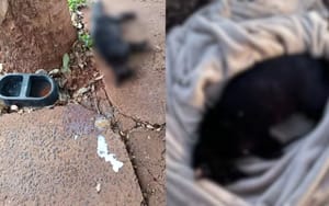 Oito gatos e um gambá são encontrados mortos em Bonfim Paulista; polícia investiga possível envenenamento