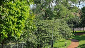 Parque Tom Jobim em Ribeirão Preto Passa por Fechamento Temporário para Remoção de Abelhas